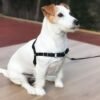 Arnés y Correa Antitirones negra para perros